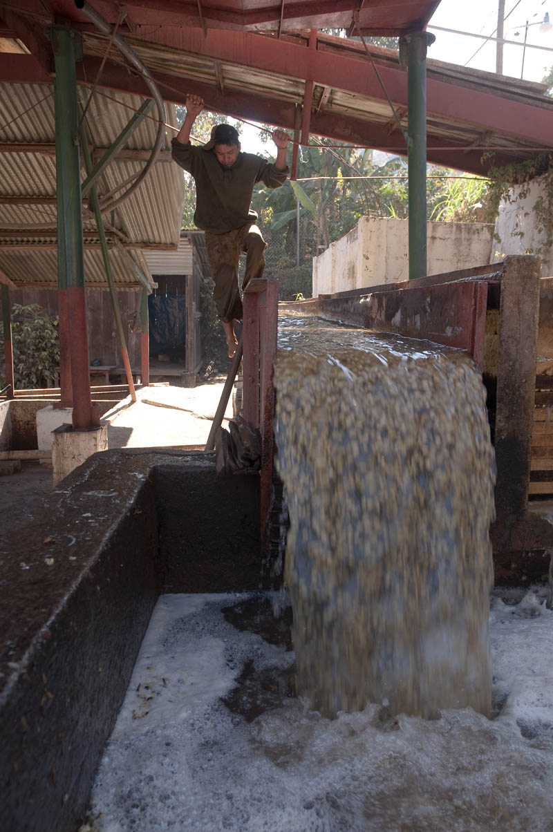 After a night in large concrete tanks, the coffee beans are pumped - with large amounts of water - into long narrow troughs. The mater washes the beans and separates the better ones (which are heavier) from the lower-quality ones.