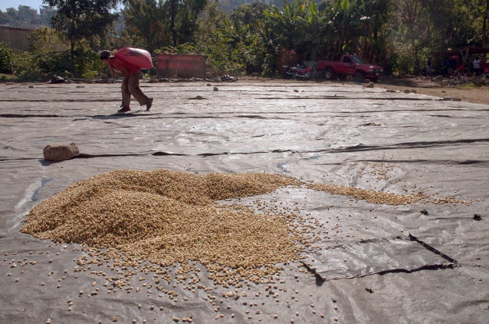 For drying, the wet coffee beans are spread out on large plastic tarps held in place by large rocks.