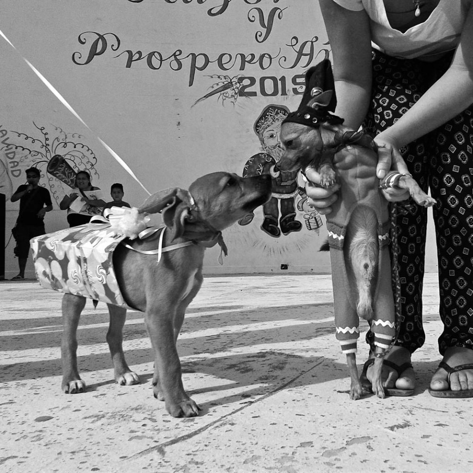 Holbox being an odd place, the highlight of the Christmas season is the annual dog dress-up contest, held in the town square. The pup on the right, in a green elf-y thing won the contest.